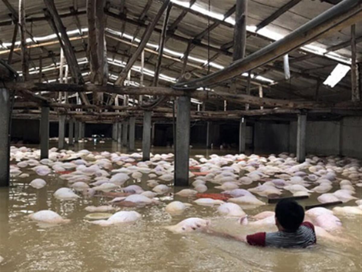 Phòng bệnh cho heo sau lũ hiệu quả