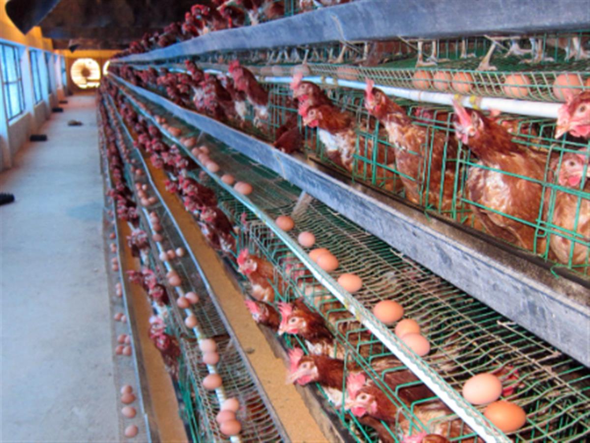 Quy trình kỹ thuật nuôi gà công nghiệp hiệu quả