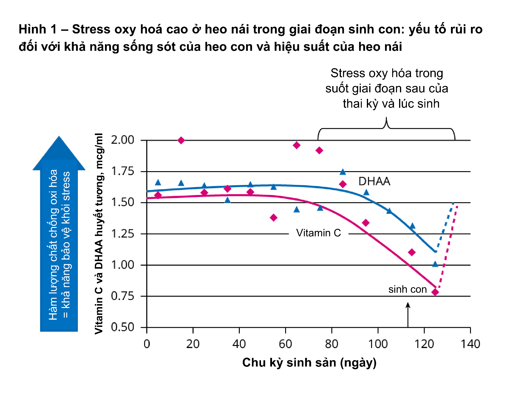 Chế độ dinh dưỡng cho heo nái thời kỳ mang thai