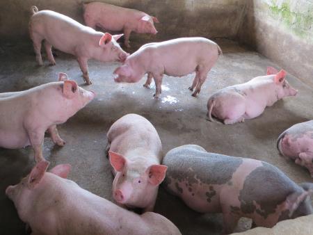 Các biện pháp nâng cao hiệu quả sử dụng thức ăn trong chăn nuôi lợn công nghiệp.