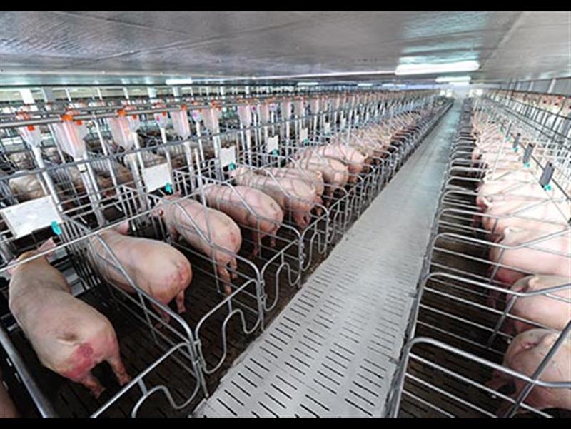 Công nghệ chăn nuôi heo thịt không xả thải