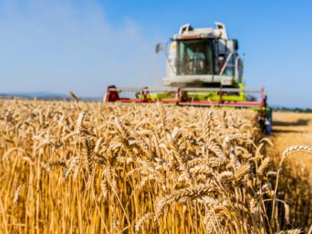 Lúa mì toàn cầu tăng giá do rủi ro do hạn hán tại Canada