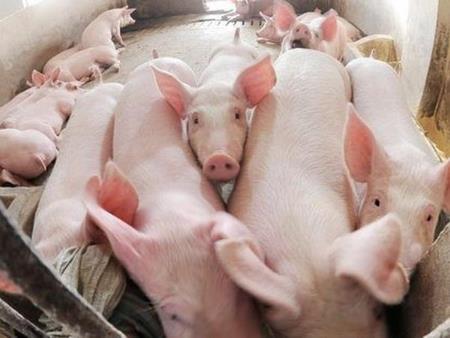 Cảnh báo rủi ro xuất khẩu thịt lợn sang Trung Quốc