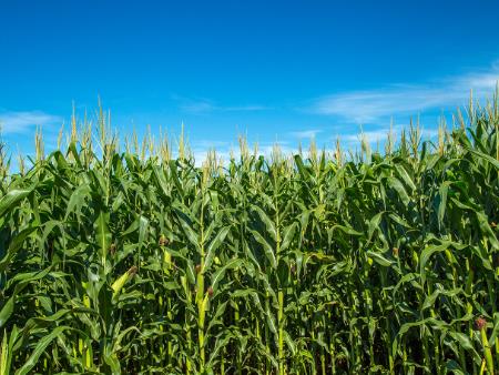 Gulke: USDA’s Yield Estimates for Corn, Soybeans ‘Really a Shocker’