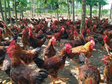 Ngoài gà Mỹ, gà nội sắp bị “đè bẹp” bởi gà Thái Lan