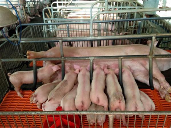 Kỹ thuật nuôi lợn nái sinh sản hiệu quả