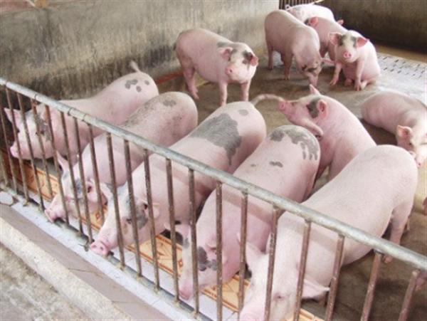 Biện pháp chống nóng cho gia súc, gia cầm trong mùa hè